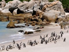 Cape Town - Boulders Beach