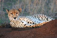 Sabi Sands Private Reserve