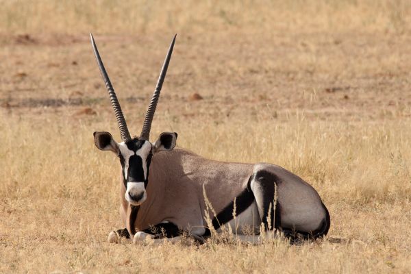 Northern Cape