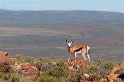 Northern Cape