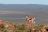 South Africa, Northern Cape Province, 2008: Springbos roam wild