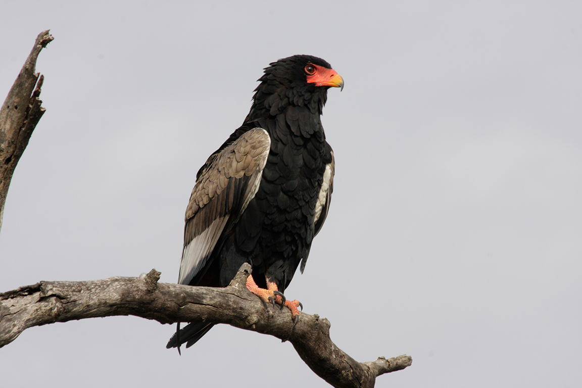 Kruger National Park 