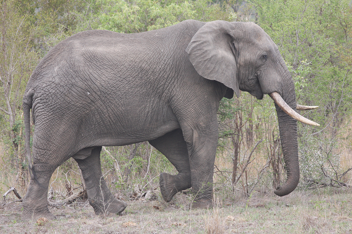 Kruger National Park 
