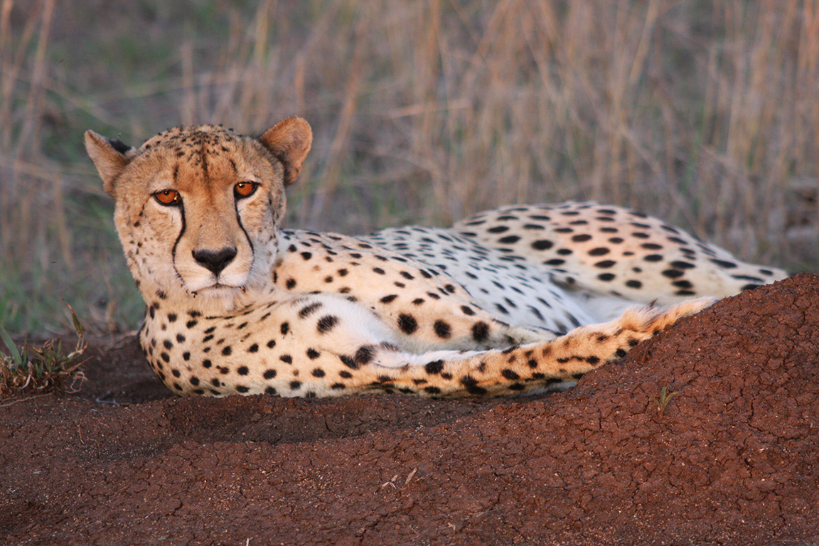 Kruger National Park 