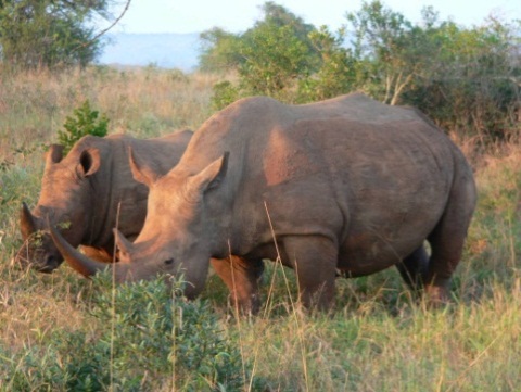 KwaZulu Natal - Hluhluwe 