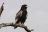 Kruger National Park 