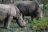 Nashörner im Hluhluwe National Park