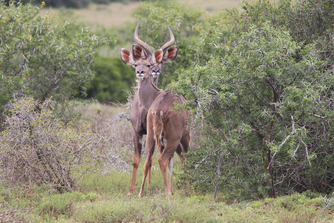 Garden Route &amp; Addo National Park - Kudus im Addo National Park