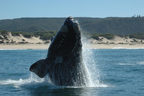Pure Garden Route