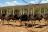 Oudtshoorn - Straussenfarm