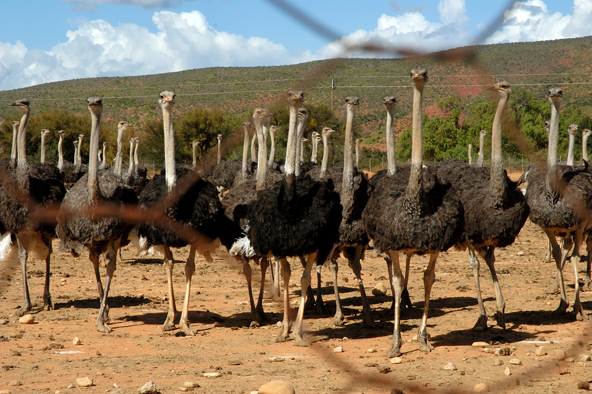 Oudtshoorn - Straussenfarm