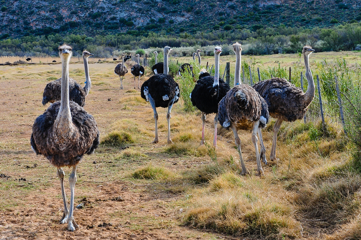Straußenfarm in Oudtshoorn; Südafrika
