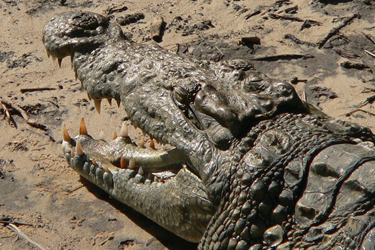 iSimangaliso National Park - Krokodil