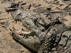 iSimangaliso National Park - Krokodil