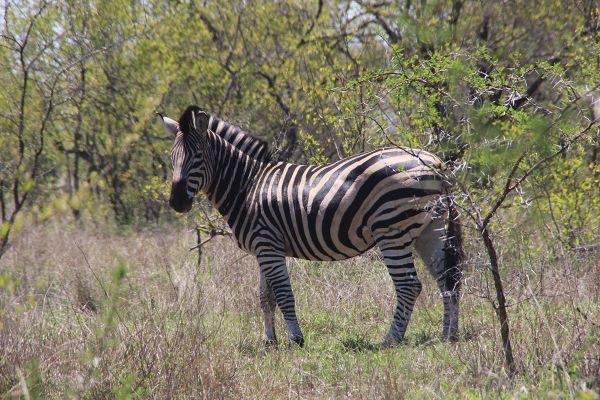 Kruger to Coast 