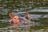 Common hippopotamus (Hippopotamus amphibius). Eastern Shores. Is