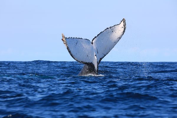 Pure Garden Route