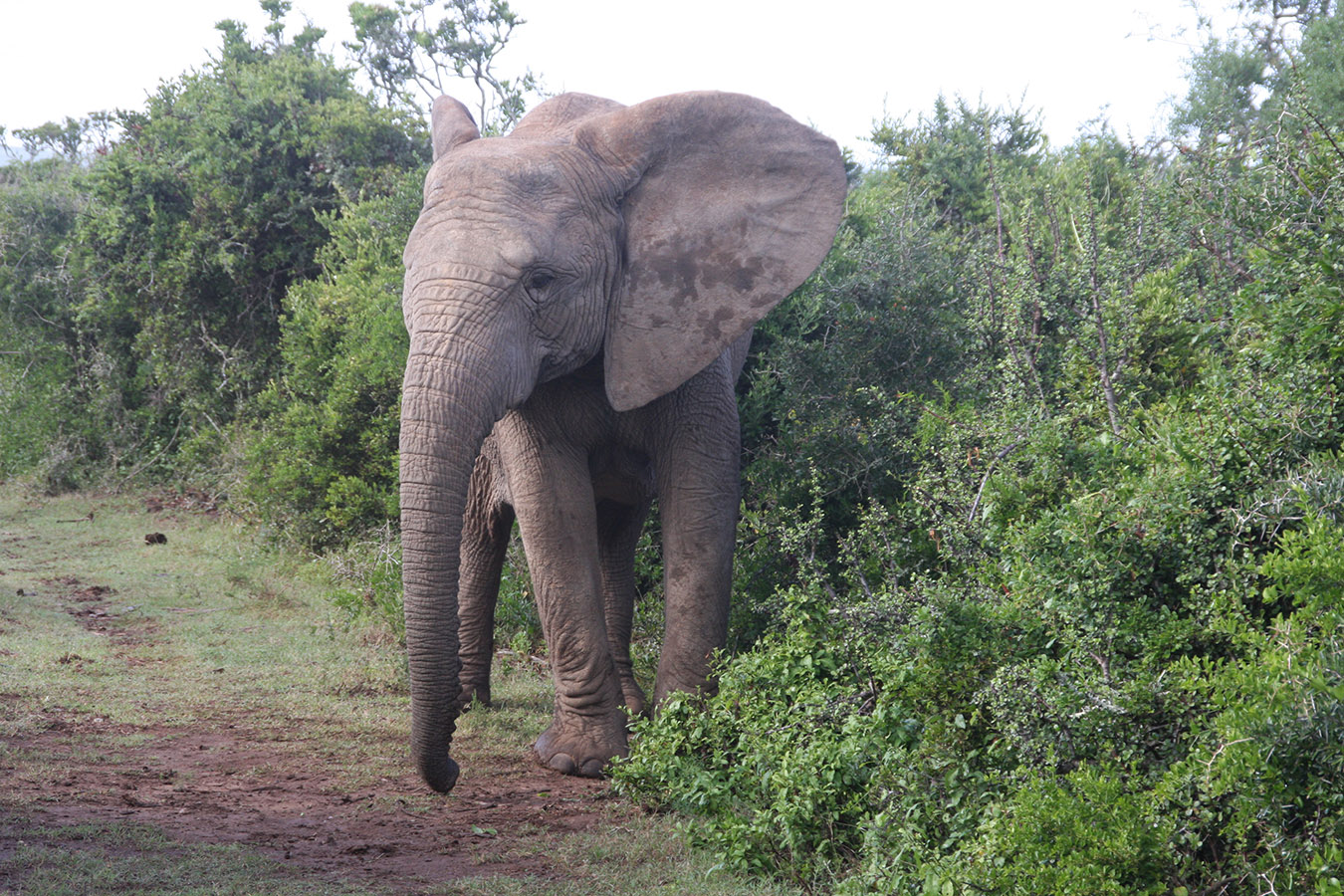 Addo Elephant National Park