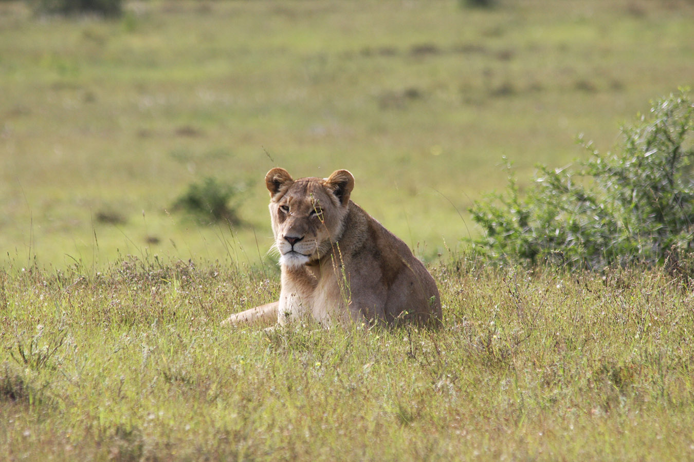 Addo Elephant National Park