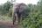 Addo Elephant National Park