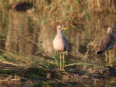 iSimangaliso National Park - Senegalkiebitz (African wattled lapwing)