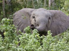 Hluhluwe National Park - Elefant