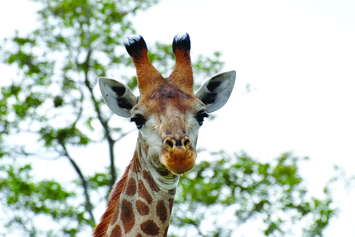 Provinz Mpumalanga - Kruger National Park