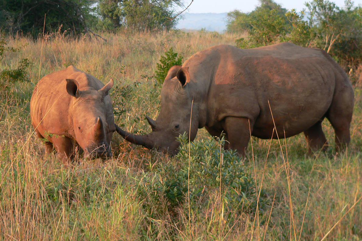 Hluhluwe National Park