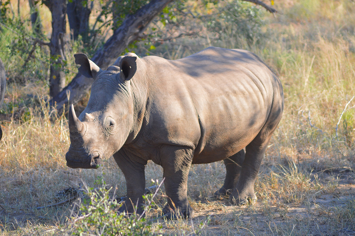 Provinz Mpumalanga - Kruger National Park