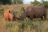 Hluhluwe National Park