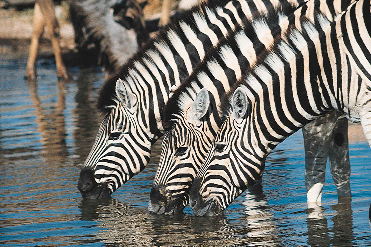 Provinz Mpumalanga - Kruger National Park