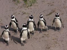 Cape Town, Pinguine am Booulders Beach
