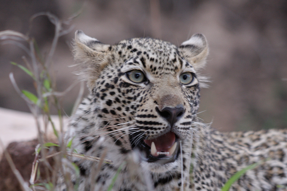 Leopard im privaten Wildreservat