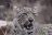 Leopard im privaten Wildreservat