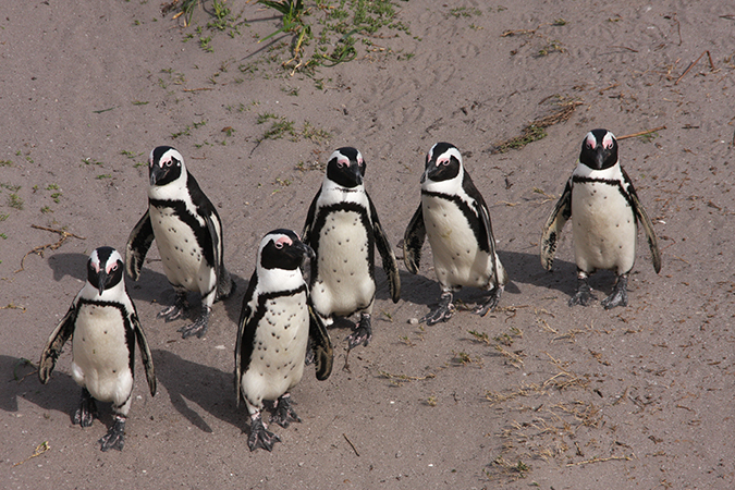 Pinguine bei Boulders Beach