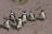 Pinguine bei Boulders Beach