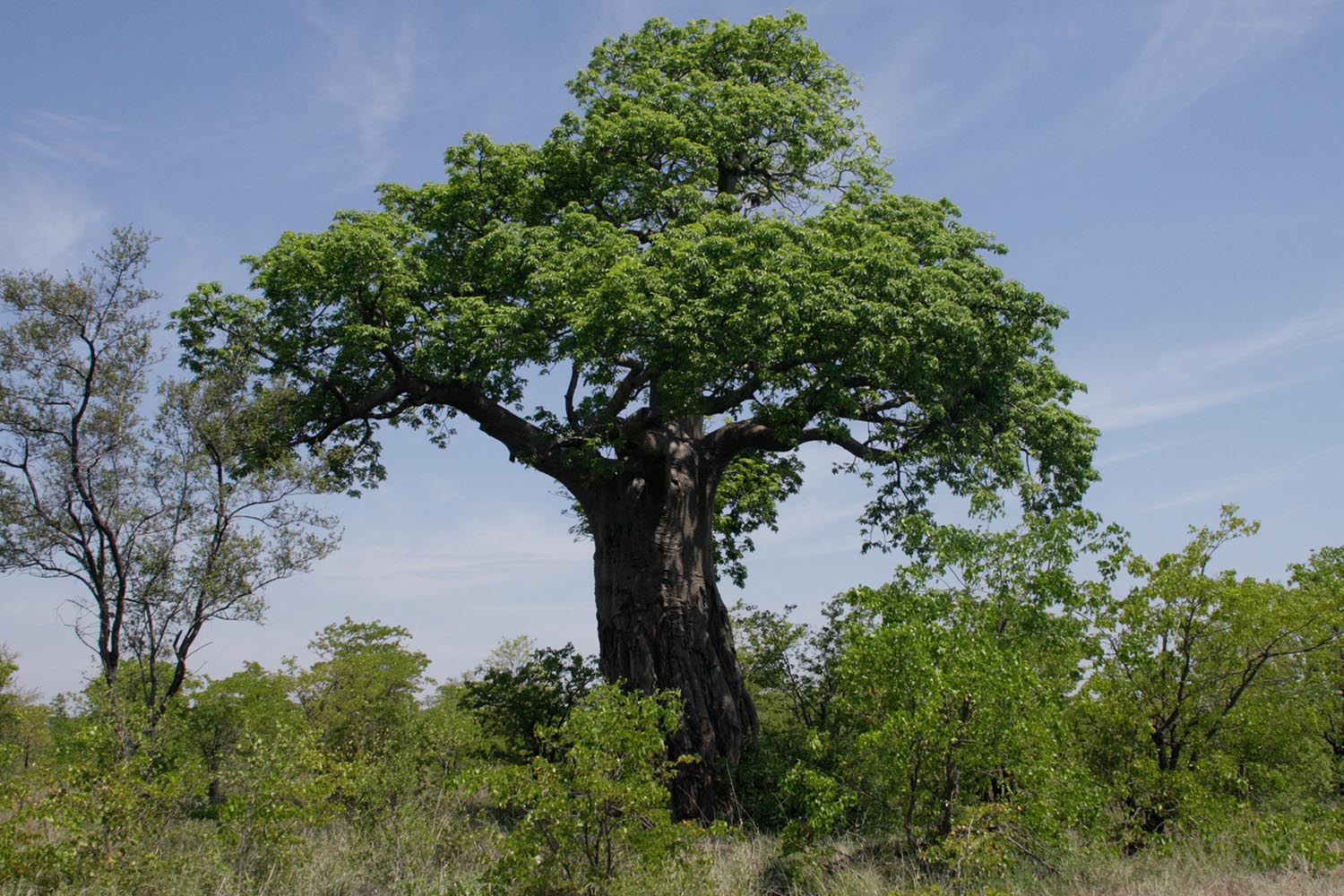 Unterwegs im Kruger National Park