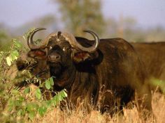 Büffel im Kruger National Park