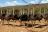 Oudtshoorn - Straussenfarm