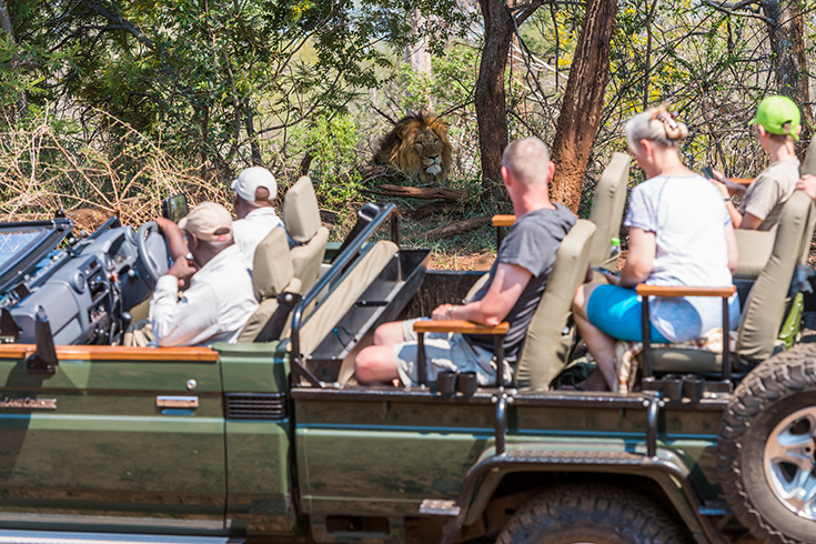 Pirschfahrt im Makalali Game Reserve