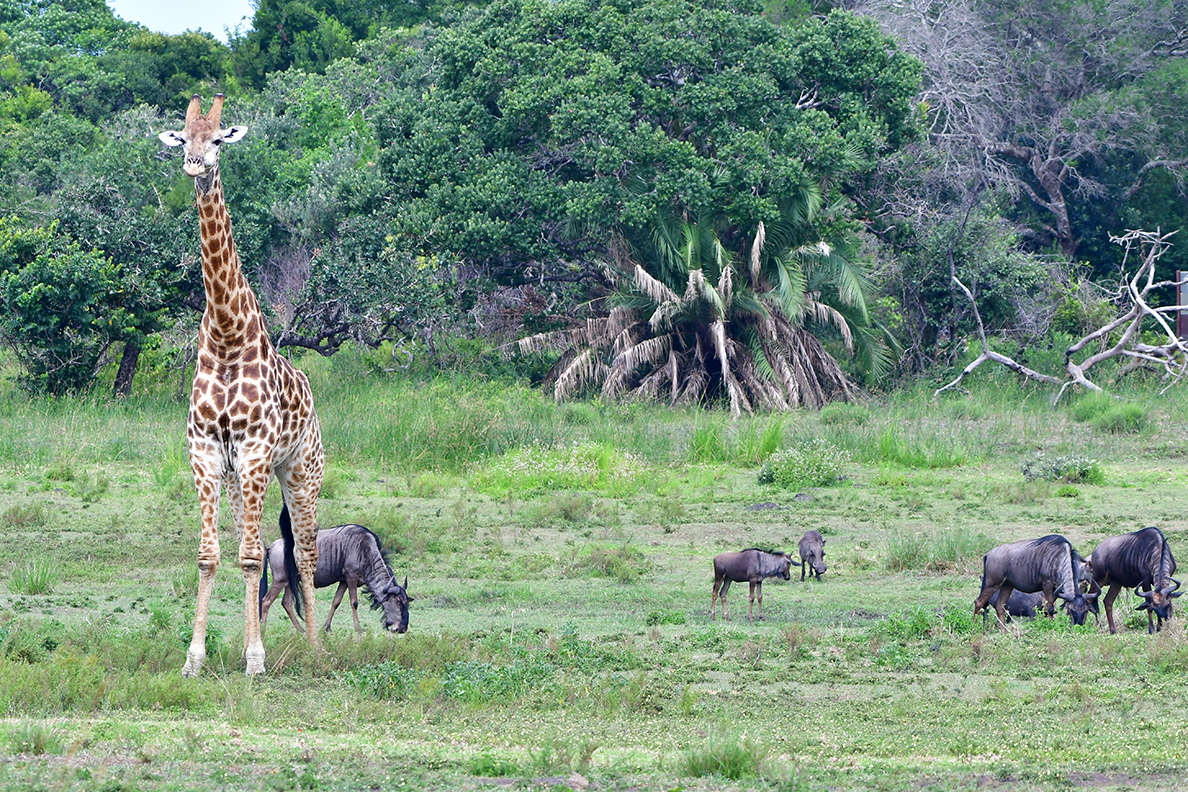 giraffes in wetland nature park in Sauth Africa