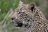 Wildlife Discovery - Leopard im Kruger National Park