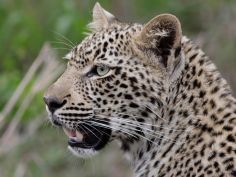 Wildlife Discovery - Leopard im Kruger National Park