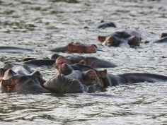 Wildlife Discovery - Flusspferde im iSimangaliso National Park
