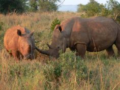 Wildlife Discovery - Nashörner im Kruger National Park