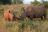 Wildlife Discovery - Nashörner im Kruger National Park