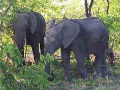 Kruger Safari - Tierbeobachtung im Kruger National Park