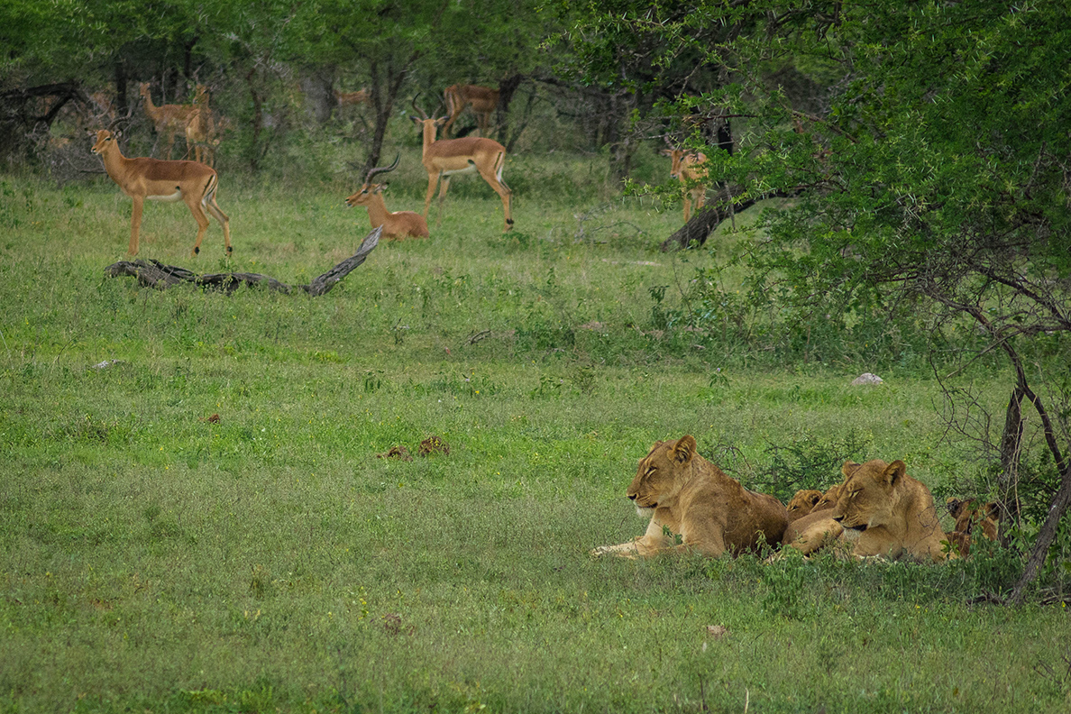 Kruger Wildlife Safari - Pirschfahrt im Kruger Nationl Park