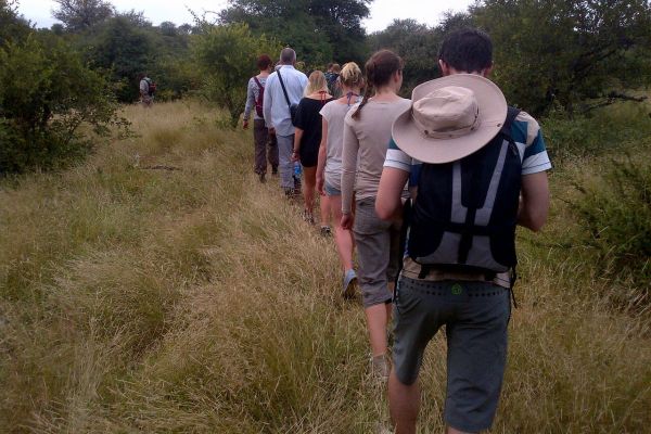 Kruger Wildlife Safari