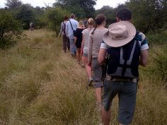 Kruger Wildlife Safari - Bush Walk